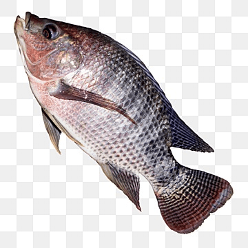 Fresh Tilapia